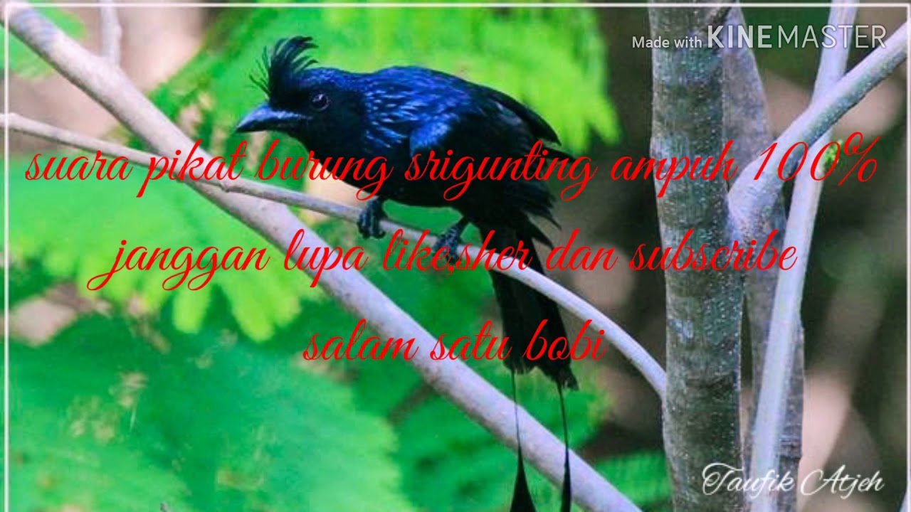 Suara Pikat Burung Srigunting Ampuh 100 Youtube