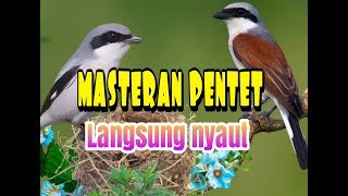 MASTERAN PENTET MIYIK BISU DENGAN PANCINGAN INI AUTO GACOR