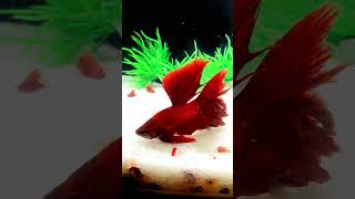 Amazing Red Full Moon Betta Fish 🔥 Aquarium Beauty #shorts