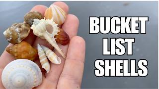 I found multiple bucket list shells! It was worth the cross-state drive (this time).