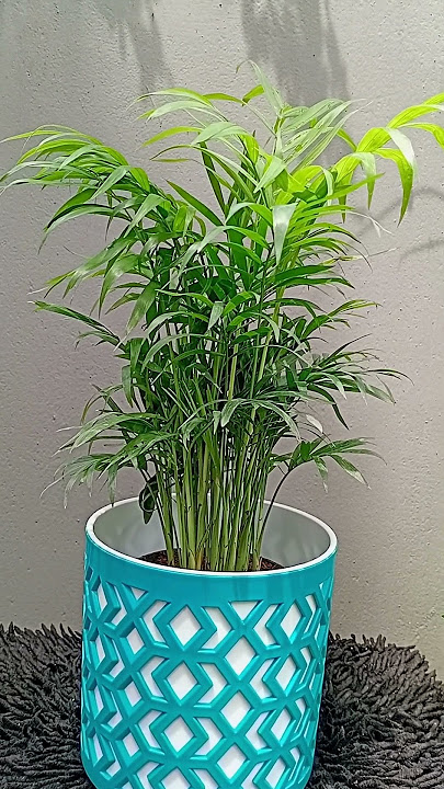 Tabletop Palm | Parlor Palm | Chamaedorea Elegans