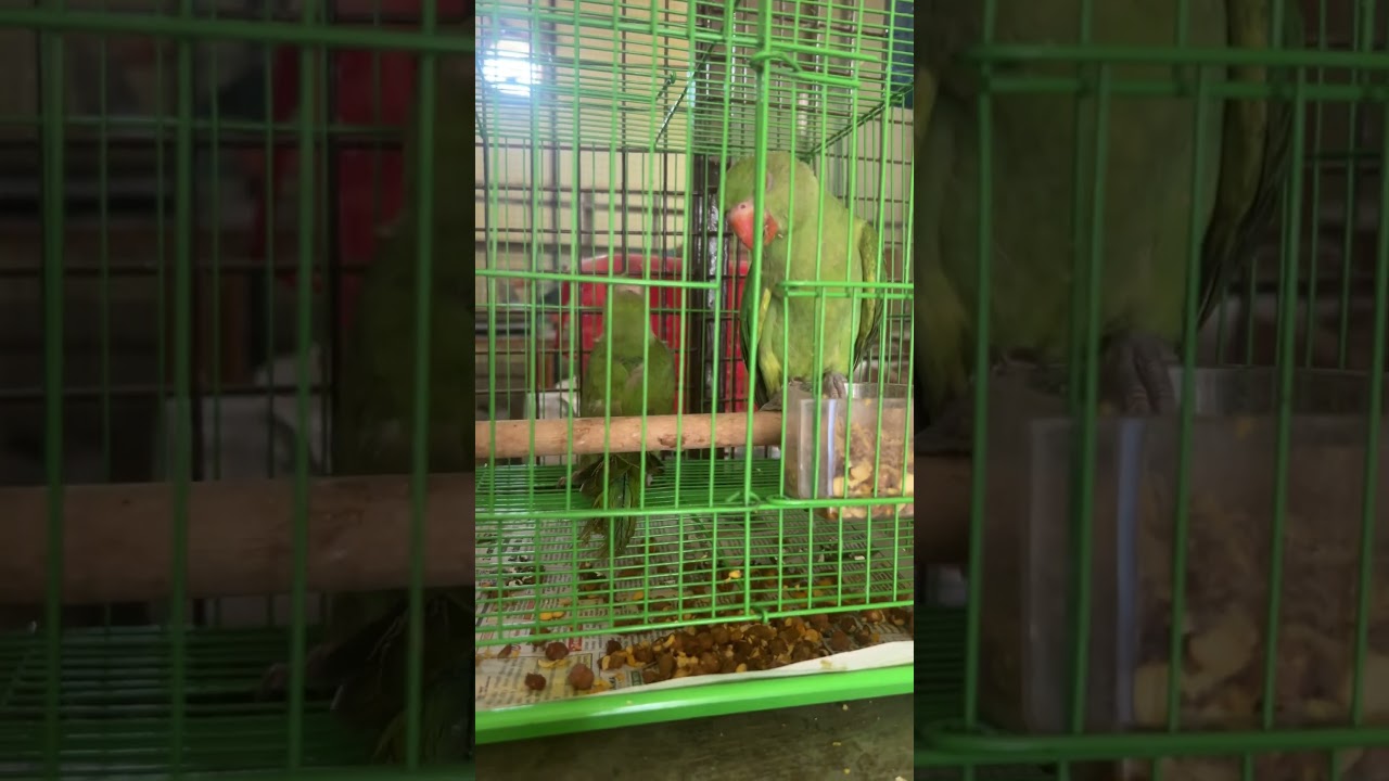 Parrots 🦜 getting treatment at paras bird hospital !