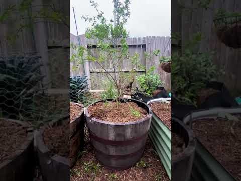 Video: Container Peach Tree Care - Cómo cultivar árboles de durazno en contenedores