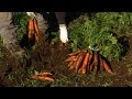 Growing winter vegetables - Mobile Minute