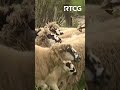 Priče iz Gusinja,Donje Ržanice, pobjednici u maslinarstvu i bik rekorder sajma -AGROSAZNANJE #shorts