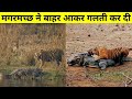 14 फुट के मगरमच्छ को मारने वाली बाघिन कि पुरी कहानी | The True Story Of Crocodile killer Tigress |