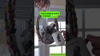 Symon Says I Have Dad So Well Trainedplease Sub