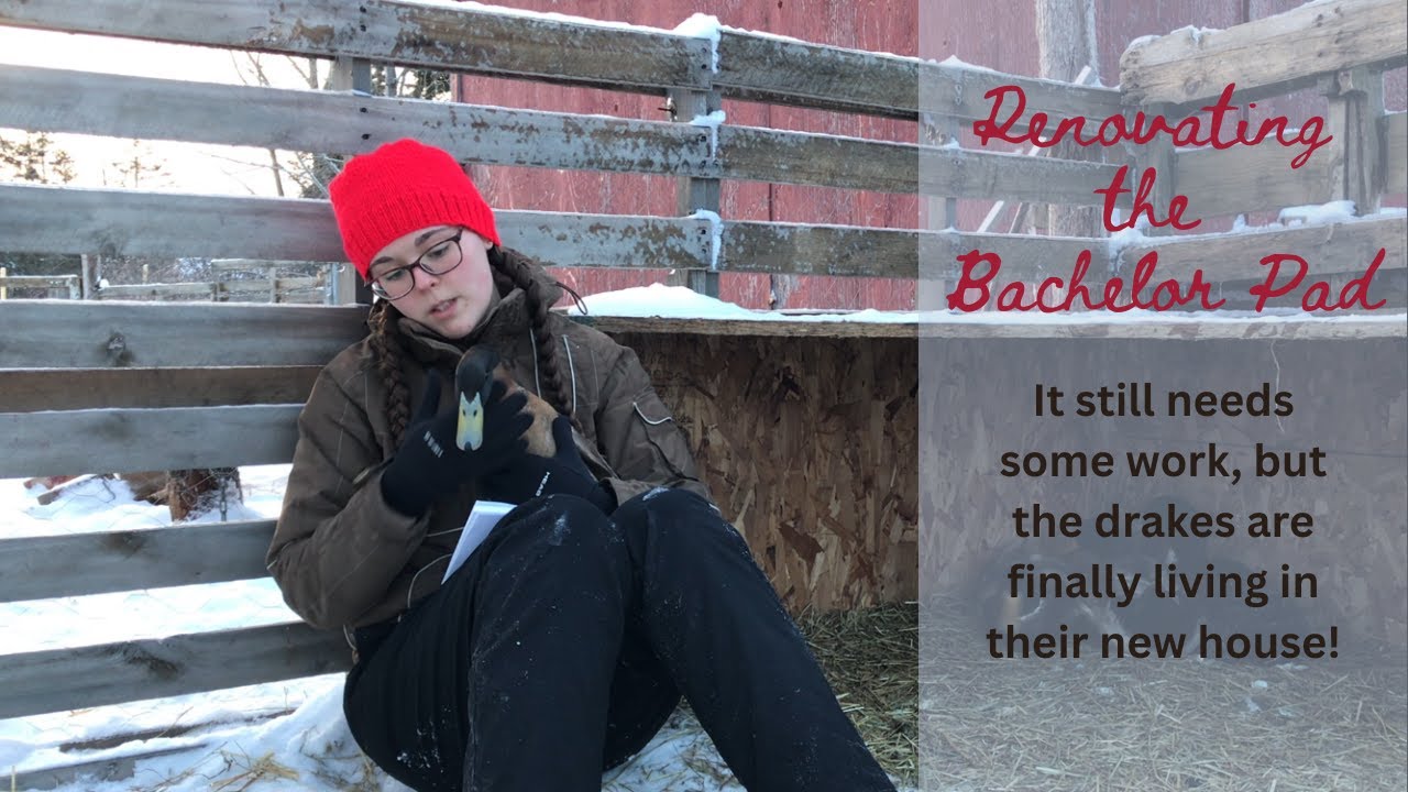 Converting An Old Chicken Coop Into a New House for my Drakes