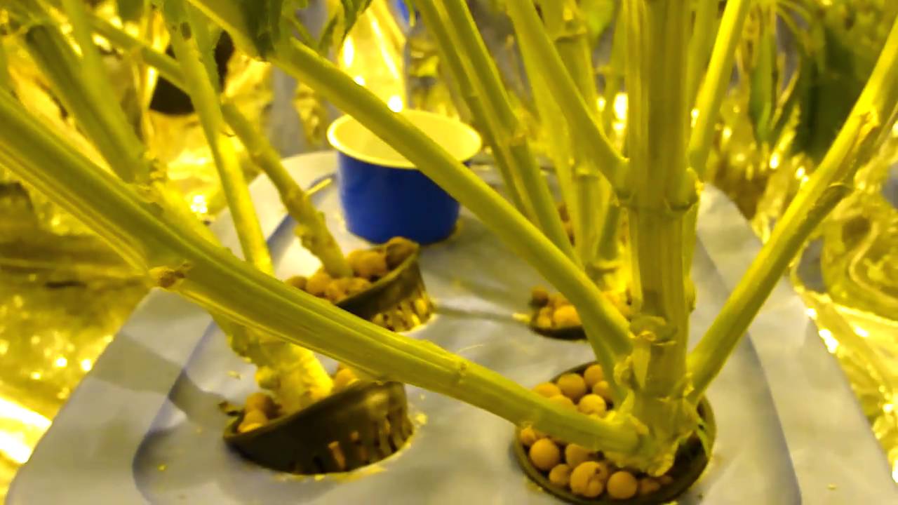 Harvest time!! Critical Sensi Star:) Soil/DWC