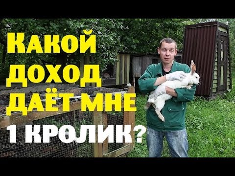 КАКОЙ ДОХОД даёт мне ОДИН КРОЛИК?