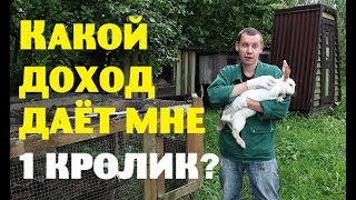 КАКОЙ ДОХОД даёт мне ОДИН КРОЛИК?