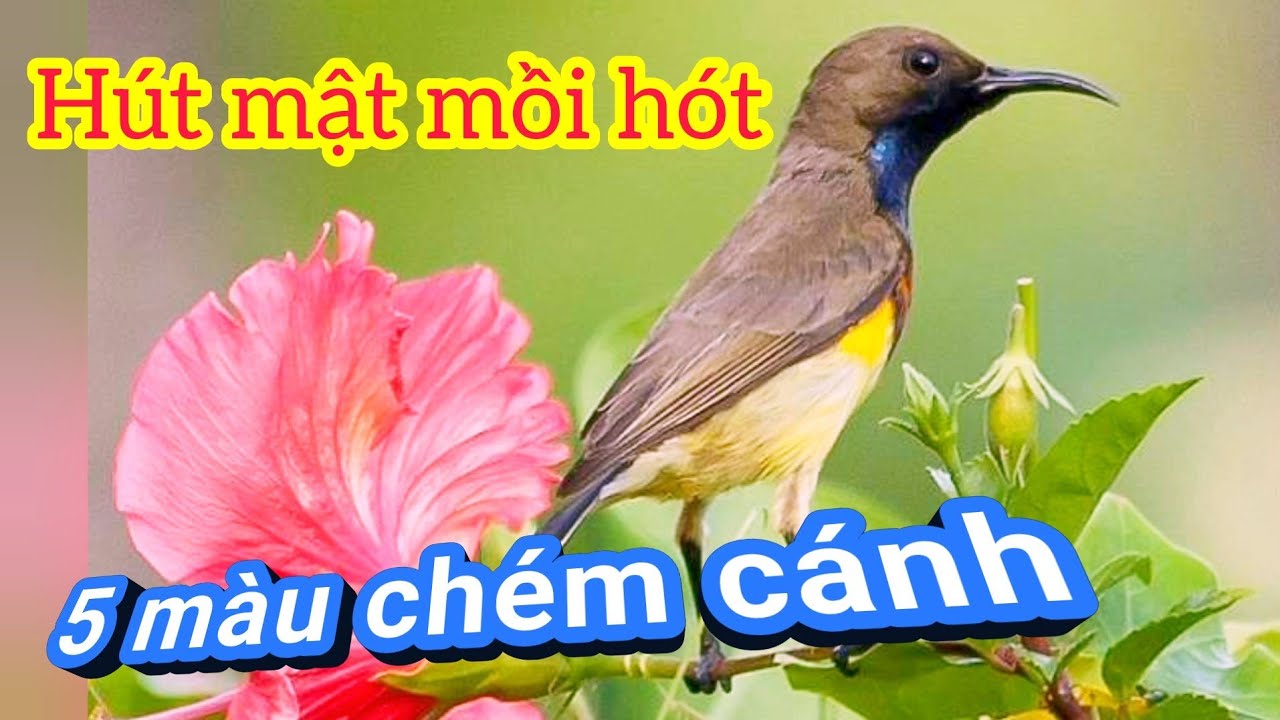 #hútmật5màu  Hút mật 5 màu mồi hót | Tiếng hút mật 5 màu hót | Tiếng chim hút mật 5 màu mồi