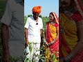 भिंडी की फ़सल #shortsfeed #suggested #farming #viral #villagelife