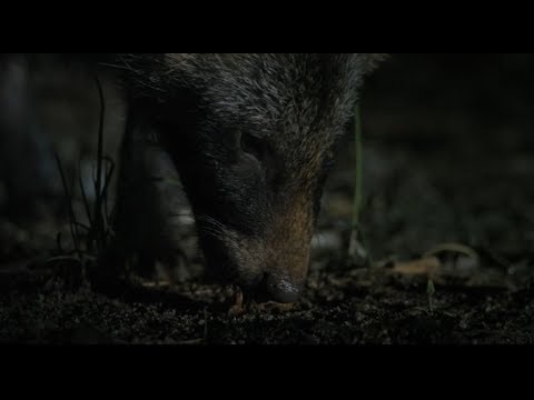 BBC South Korea Earths Hidden Wilderness