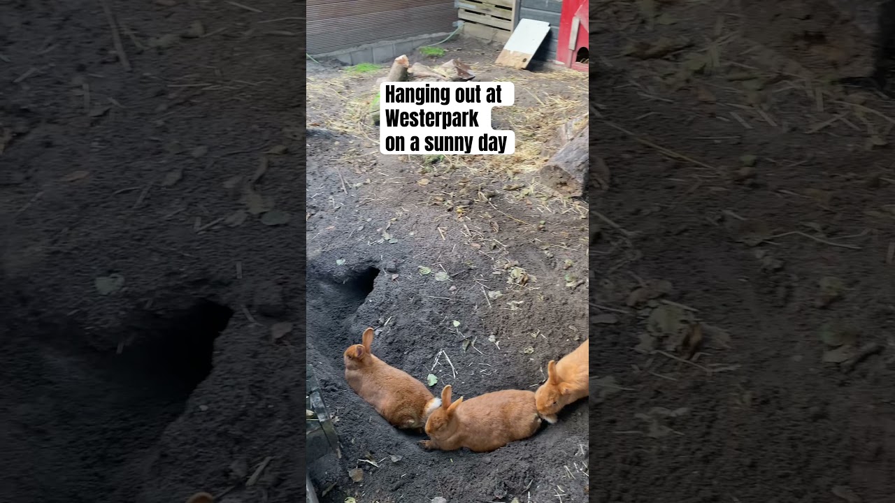 Meet the Animals at Westerpark Amsterdam 🐐