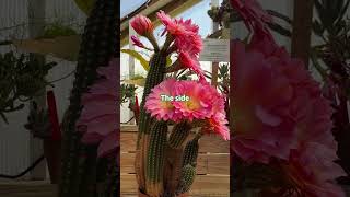 Trichocereus Grandifloras Is Stunning