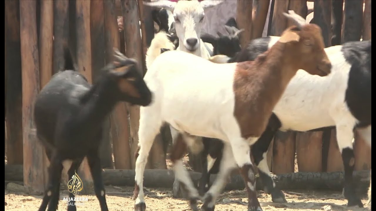 تربية الماعز كشريان حياة للرعاة في المناطق الجافة من زيمبابوي