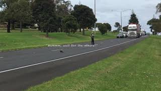 Ducks Crossing the Road