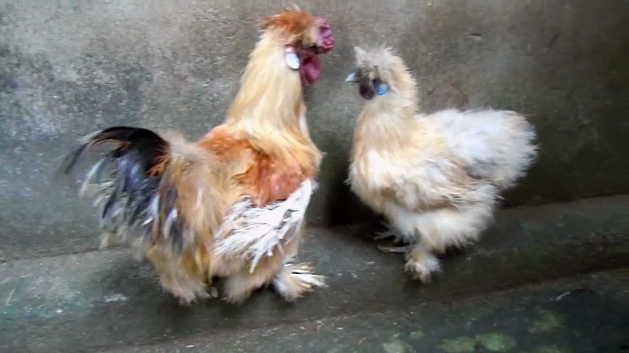SILKIE HENS.mp4