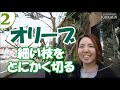 オリーブ 剪定 弱剪定 強剪定 幹を 太くするには 小枝を とにかく切る【おうちでガーデニング】開花園チャンネル