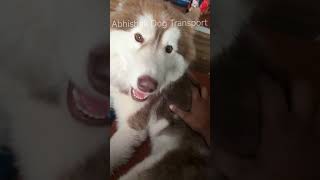 Dog Transportation Service | Banglour se Kolkata Reach Kiya Dog
