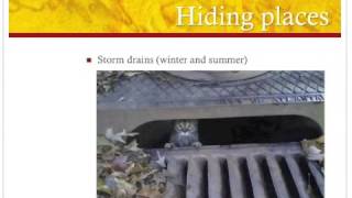 How to Find a lost cat tips video
