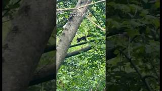 Au cœur du vignoble , un habitant discret, l’écureuil caché dans les arbres