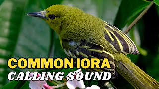 Common Iora Calling Sound