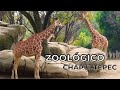 Zoologico de chapultepec 2023