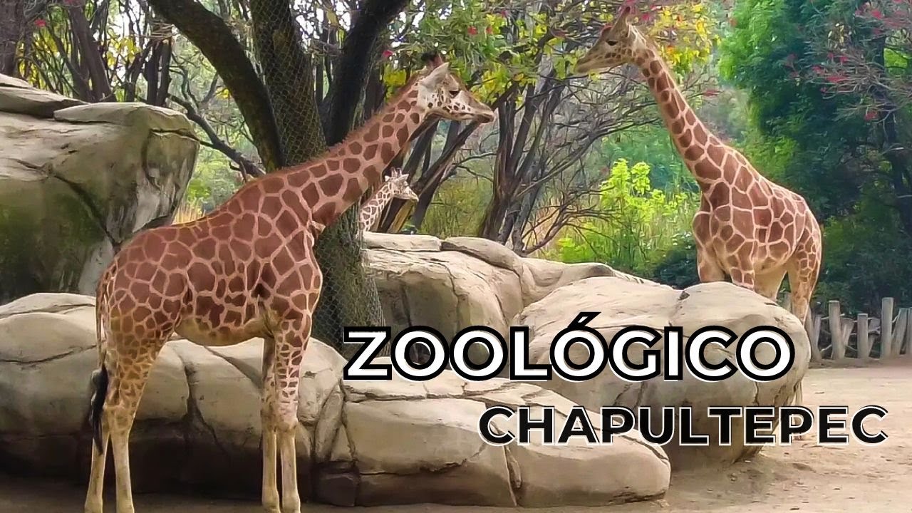 Zoologico de chapultepec 2023 YouTube Zoologico de chapultepec 2023 YouTube