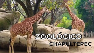 Zoologico de chapultepec 2023