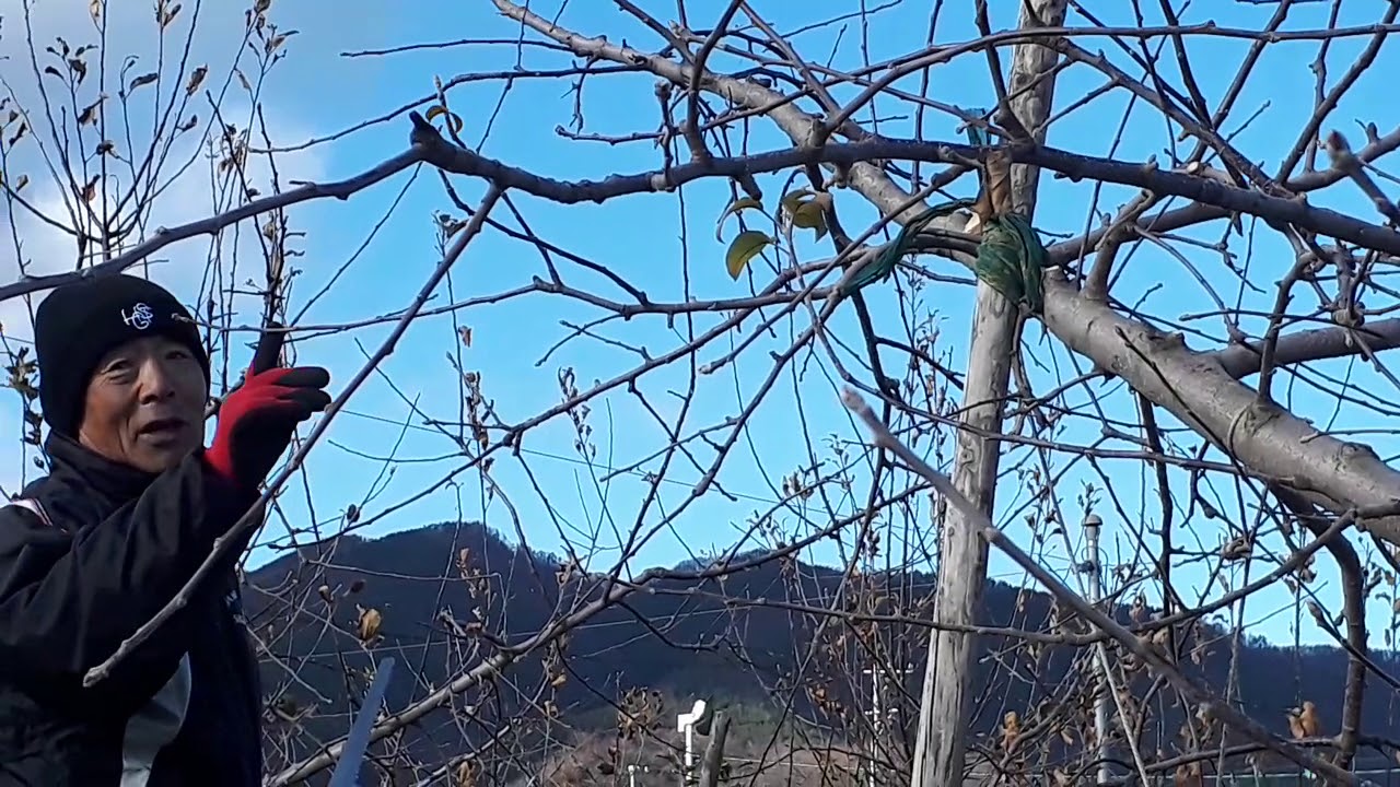 20191220長野県果樹研究会1352〜上伊那支部剪定講習会