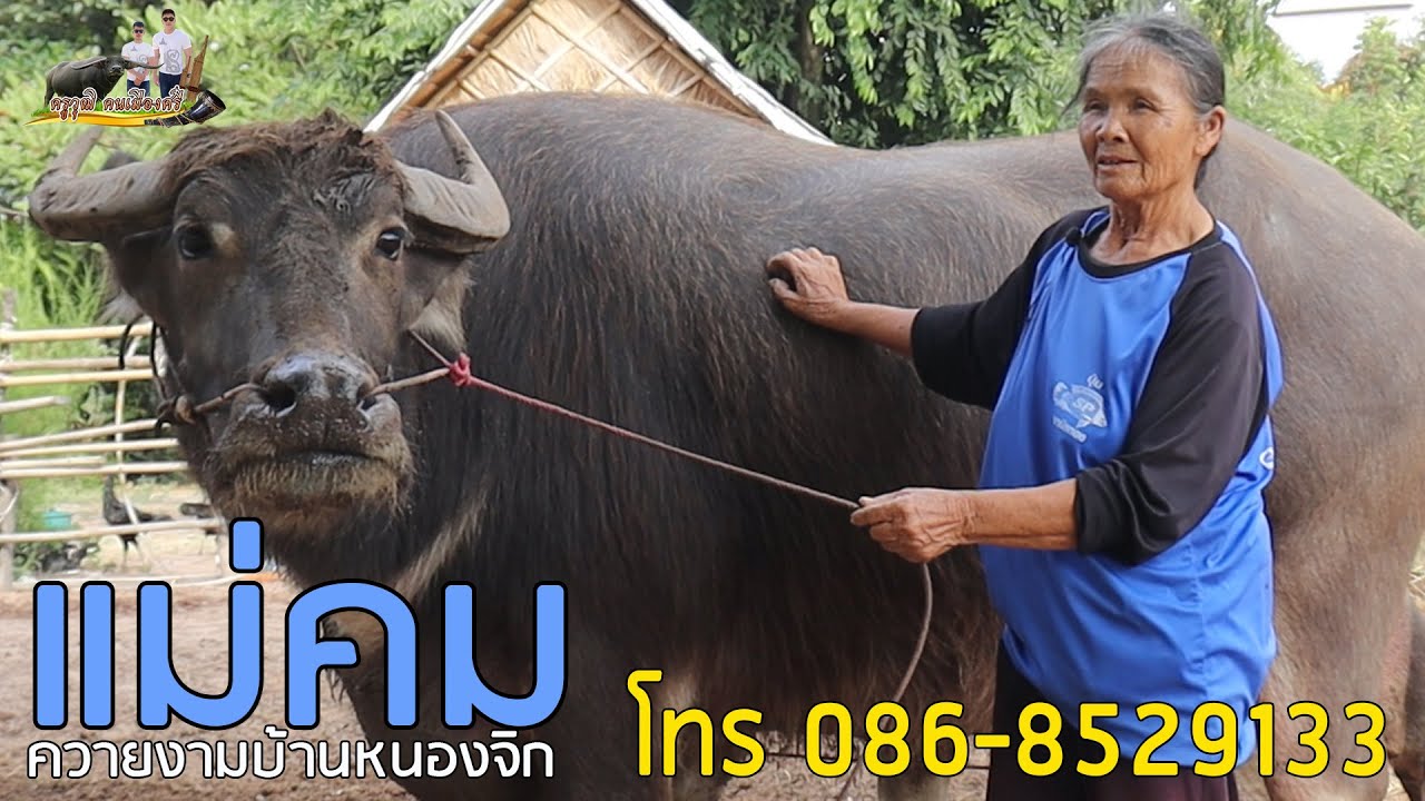 เจ้าแม่ควายงาม เลี้ยงควายแบบไหนได้ขายราคาหลักล้าน คอกบ้านๆแม่คมควายงาม  จังหวัดมหาสารคาม