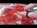 Automatic Chilli Powder Production Processing Line Test In Factory