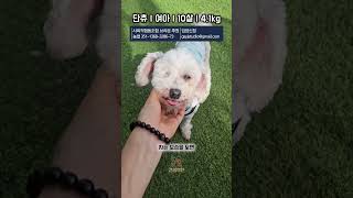카페에서 제일 오래된 아이 단츄.. 가족을 만나는건 어려운걸까요?..#견생역전 #푸들 #강아지 #번식모견#입양홍보#단츄
