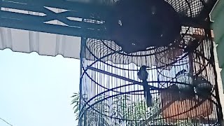 Mentari Pagi Beri Salam Lagi