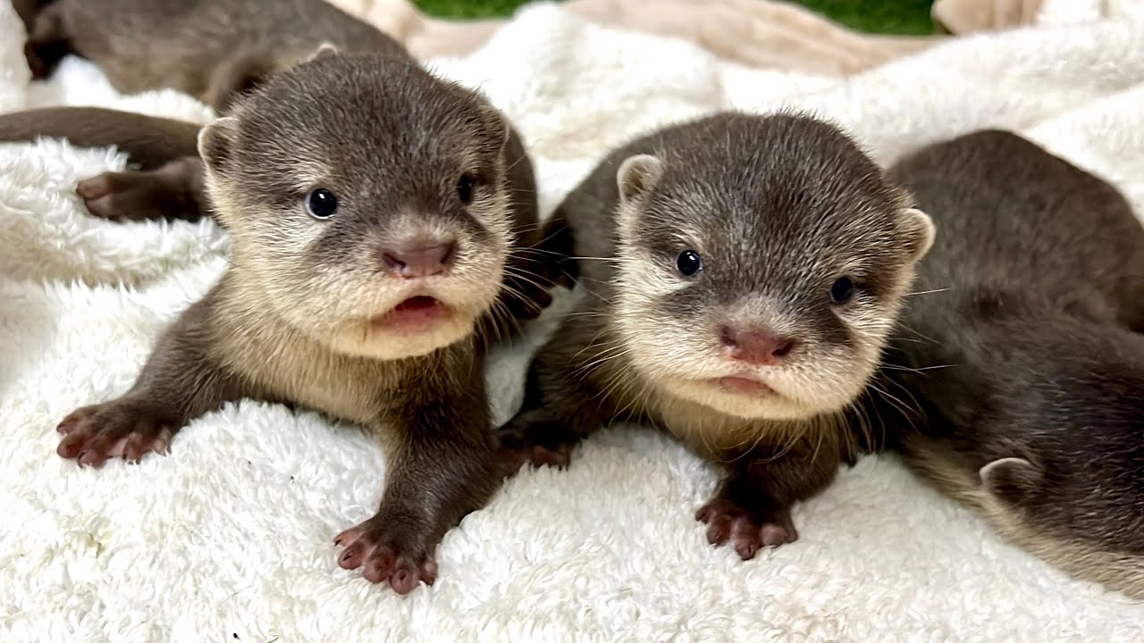 아기수달들이 아장아장 걸음마를 시작했어요!🐾