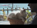 Atami: Relaxing With Yoga - A Cat's-Eye View of Japan