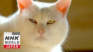 Atami: Relaxing With Yoga - A Cat's-Eye View of Japan