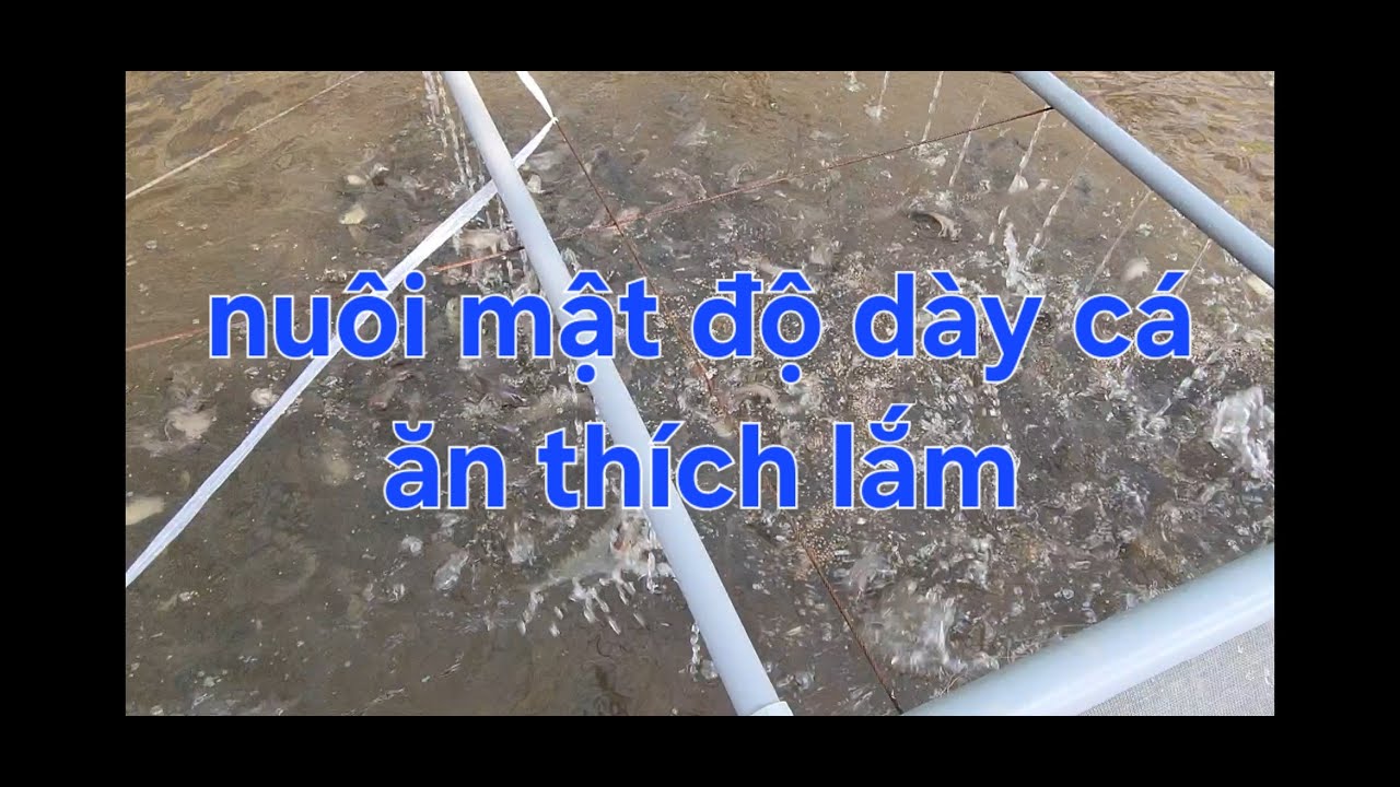 Nuôi cá bể bạt 2026 - nuôi mật độ dày cá ăn đã lắm