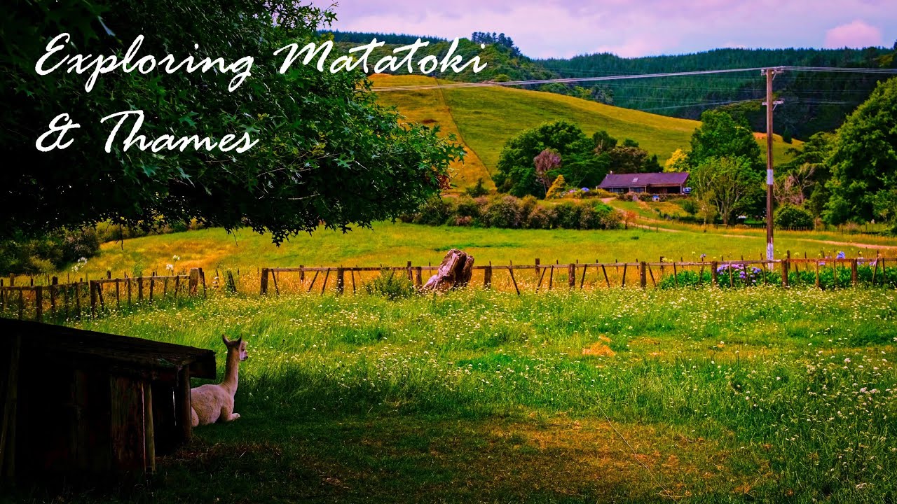 Matatoki Exploring Matatoki Cheese Barn & Thames - Waikato & Coromandel, NZ ...