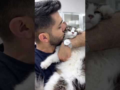 Kedileri öpmenin bedeli😻 #shorts #short #shortvideo #viral #viralvideo #video #funny #love #cat