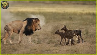 Lion vs Wild Dog: Look How This Lion Ended These Dogs | Animal Fighting