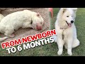 A Samoyed Puppy Journey From Newborn to 6 Months