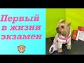 DogVlog: Первый экзамен Боняши // Ноузворк // Тестирование на знание запаха //