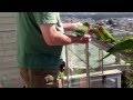 Cherry headed conures in Golden Gate Heights!w
