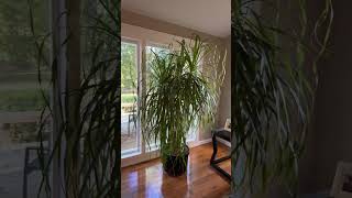 18-year old Ponytail Palm “Horton” #plants #plantlover #houseplants #plant #greenthumb