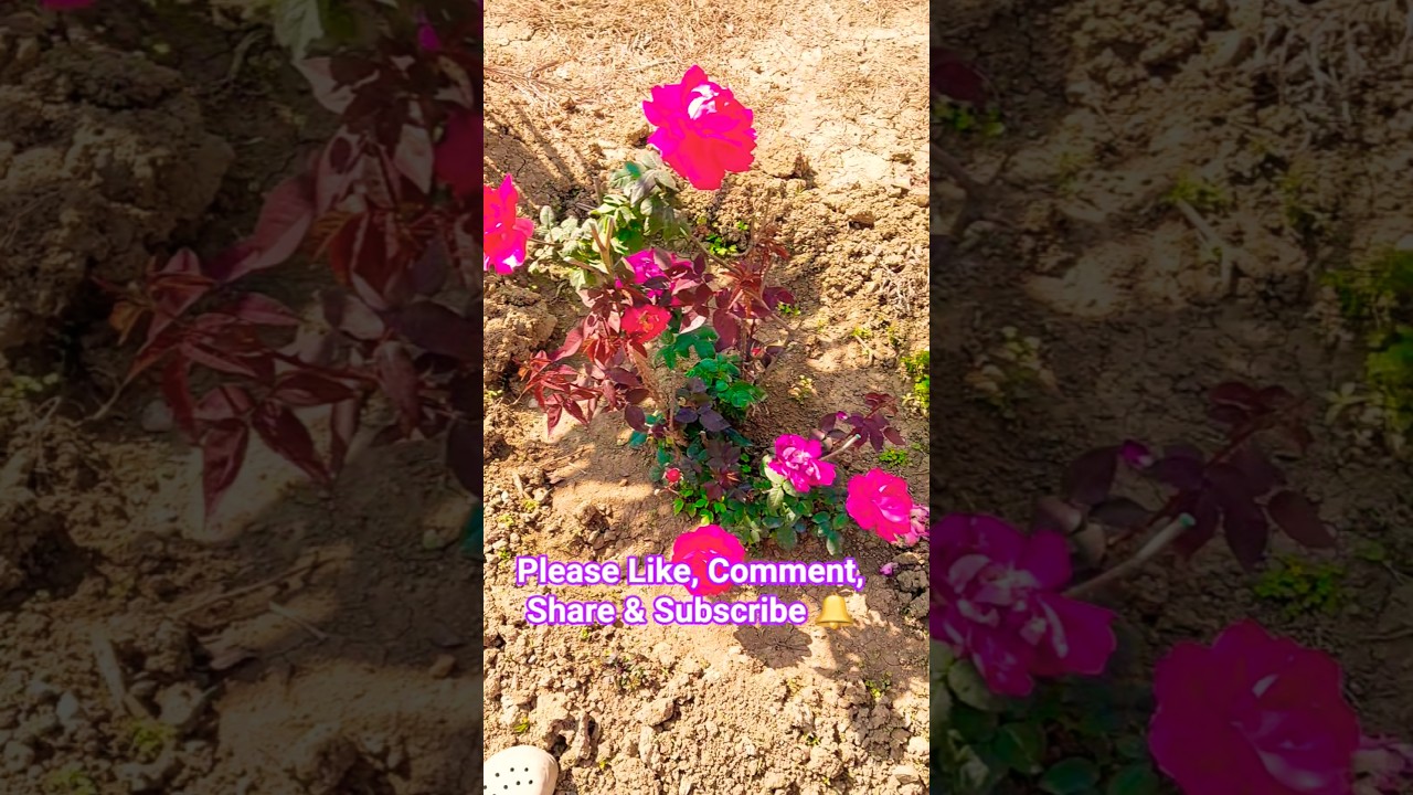 Beautiful Flowers Status 