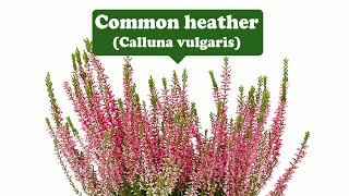 Independence, wealth and good fortune--Common heather