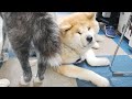 秋田犬会館配信！